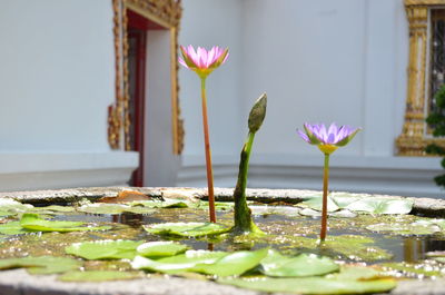 Close-up of pink lotus water lily blooming in pond