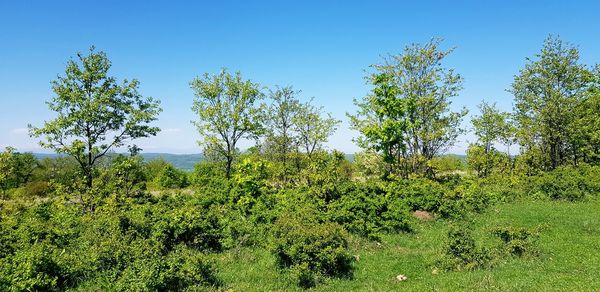 Plants growing on field against clear sky