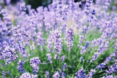 Close-up of lavender flowers growing on field