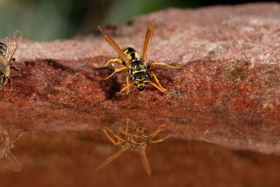 Close-up of insect