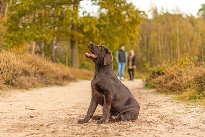 Side portrait brown labrador puppy on a sandy path in a forest.  man and woman are faintly visible.