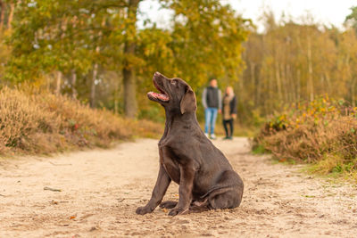 Dog running on field