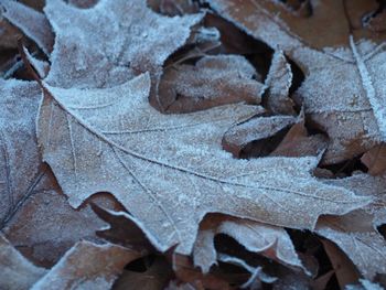 Close-up of maple leaves