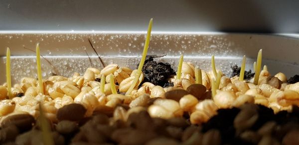 High ankle view of seeds in container