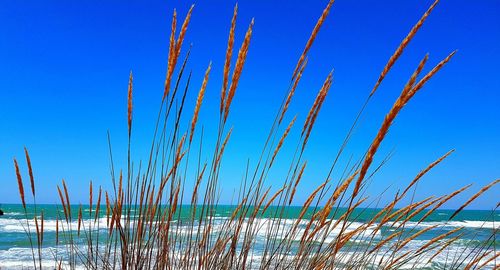 Scenic view of beach against clear blue sky