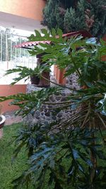 Close-up of plants against trees