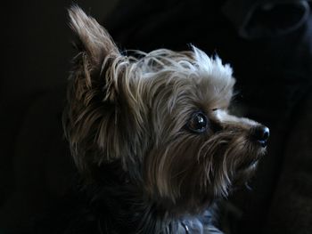 Close-up portrait of dog