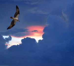 Low angle view of seagull flying against sky