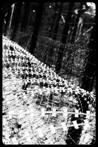 Close-up of tree trunk