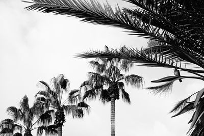 palm tree