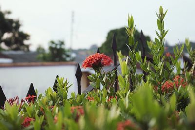 Close-up of poppy flowers blooming against sky