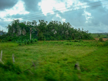 Trees on field against sky