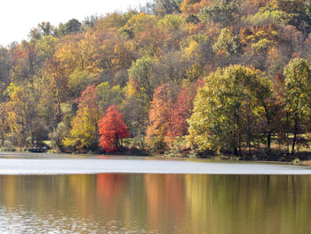 Trees by lake in forest during autumn