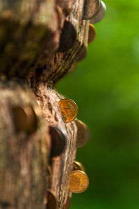 Close-up of lizard on wood