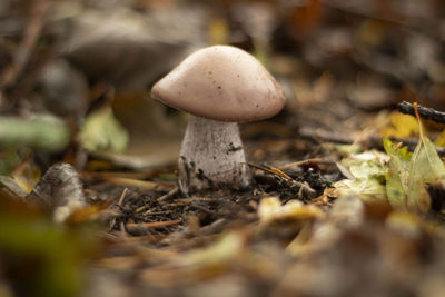 Close-up of mushroom growing on field