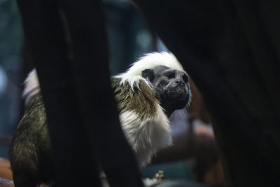 Close-up of a monkey