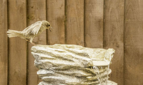 Close-up of bird perching on wooden wall