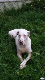 Portrait of dog on grassy field