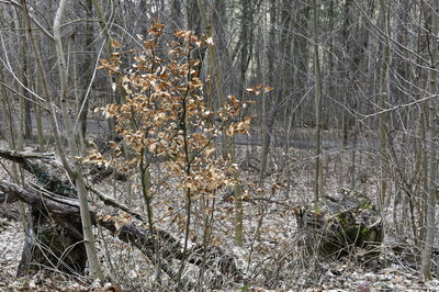 Bare trees on field in forest during winter