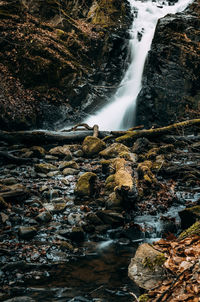 Scenic view of waterfall in forest