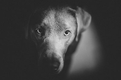 Close-up portrait of dog against black background