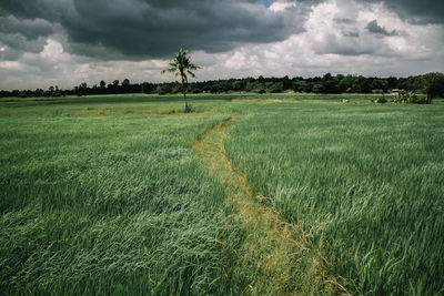Scenic view of agricultural field against sky