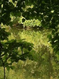 Reflection of trees in water