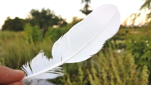 Close-up of hand holding feather against plants