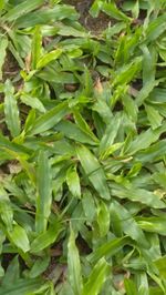 Full frame shot of fresh green plants