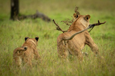 Cub chases mother with branch through grass