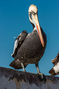 Low angle view of pelican perching on roof against sky