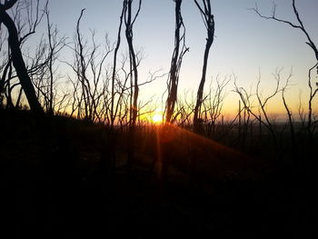 Silhouette trees on field against sky during sunset