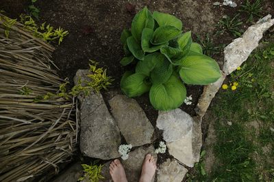 Plants growing in pond