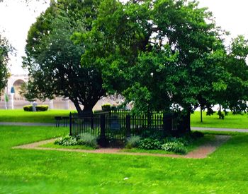 Trees on grassy field in park