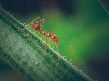 Close-up of insect