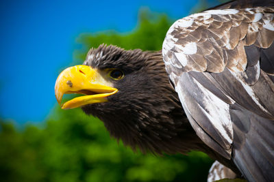 Ein sitzender  adler mit halb geäffneten maul.