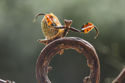 Astyliasula phyllopus on nature place