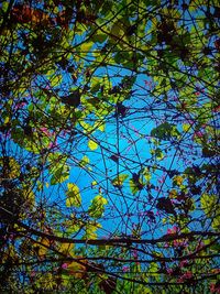 Low angle view of tree against blue sky