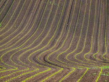 Full frame shot of agricultural field