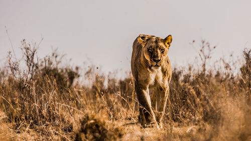 Lioness walking amidst dried plants against clear sky