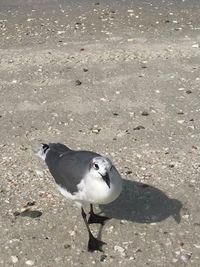 High angle view of bird on sand