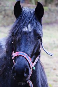 Close-up of horse