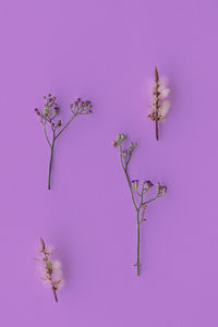 Close-up of pink flowering plant against wall