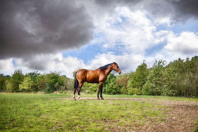 Horse standing on field against sky