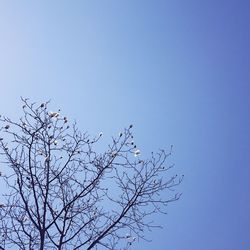 Low angle view of birds against clear sky