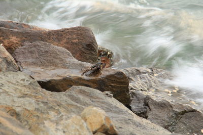 High angle view of a rock in sea