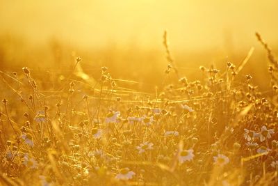 Close-up of yellow flowering plants on field