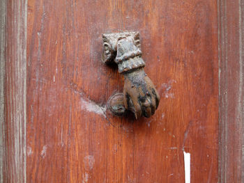 Close-up of an animal on wooden door