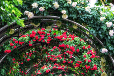 View of flowering plants in garden