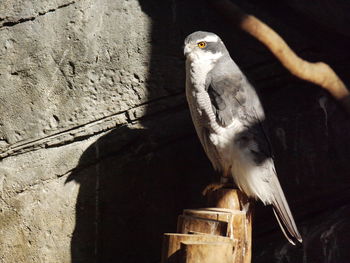 Low angle view of bird perching on wall